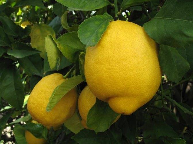 Домашний лимон, уход в домашних условиях: выращивание из косточки