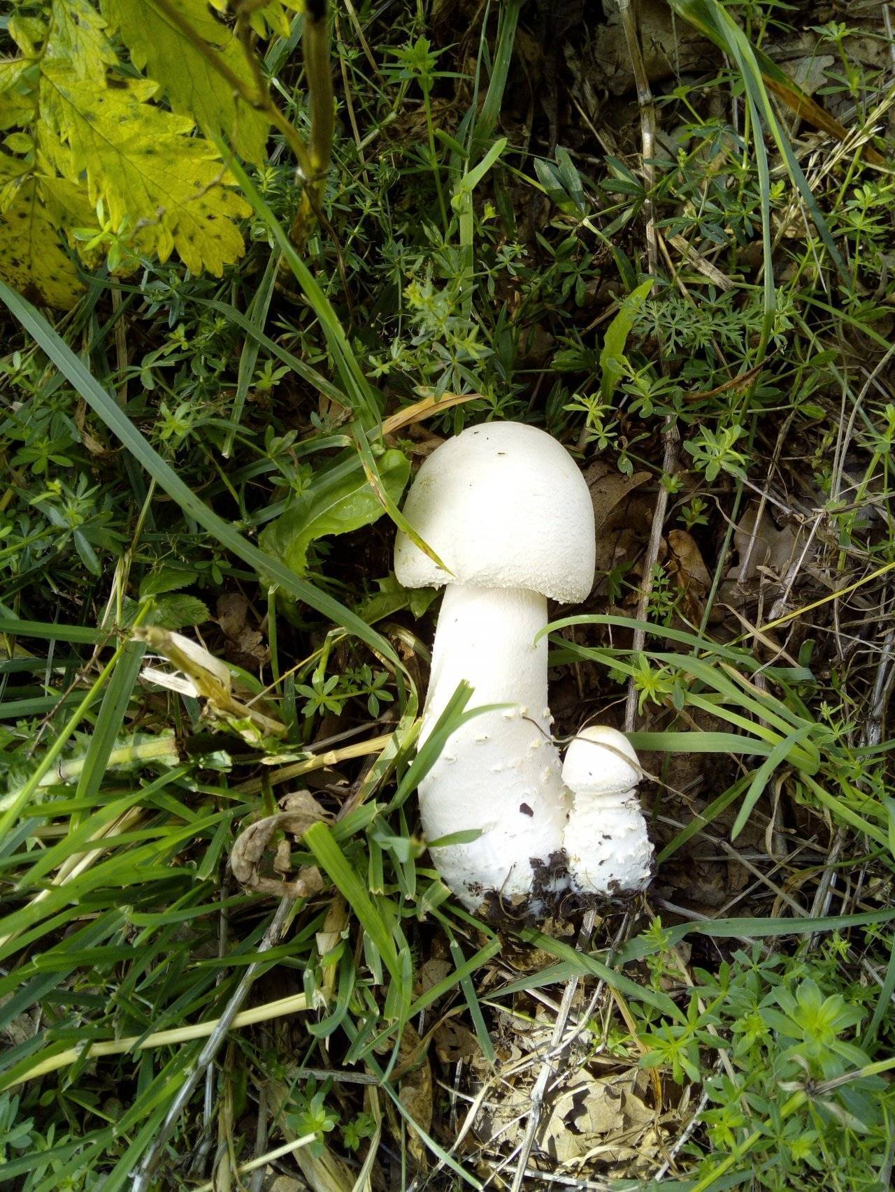 Самый ядовитый гриб в мире. обзор опасных грибочков