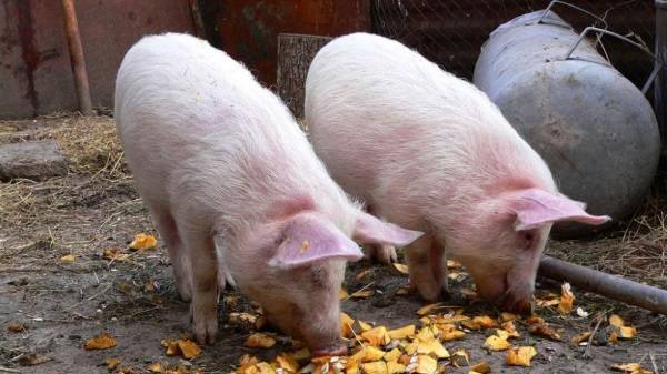 Как разводить свиней в домашних условиях?
