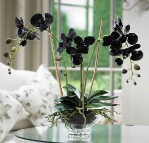 Сиреневая орхидея: сорта, описание, фото, выращивание и уход, вредители и болезни русский фермер
