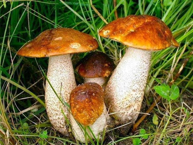Какие грибы растут в апреле и мае: описание с фото, где собрать в 2021 году