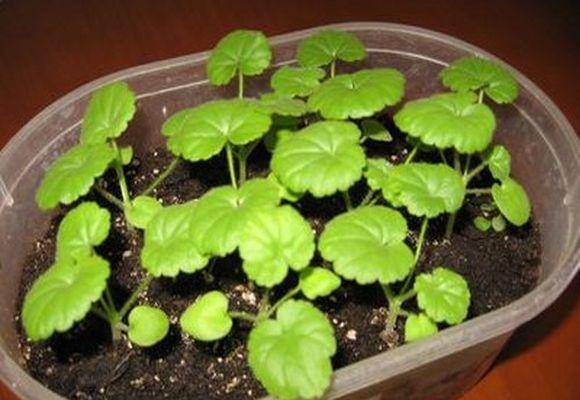 Как вырастить герань из семян в домашних условиях