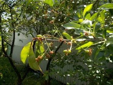 Болезни вишни: описание с фото и борьба с ними