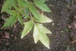 Белые пятна на листьях рассады томатов: причины появления, способы лечения