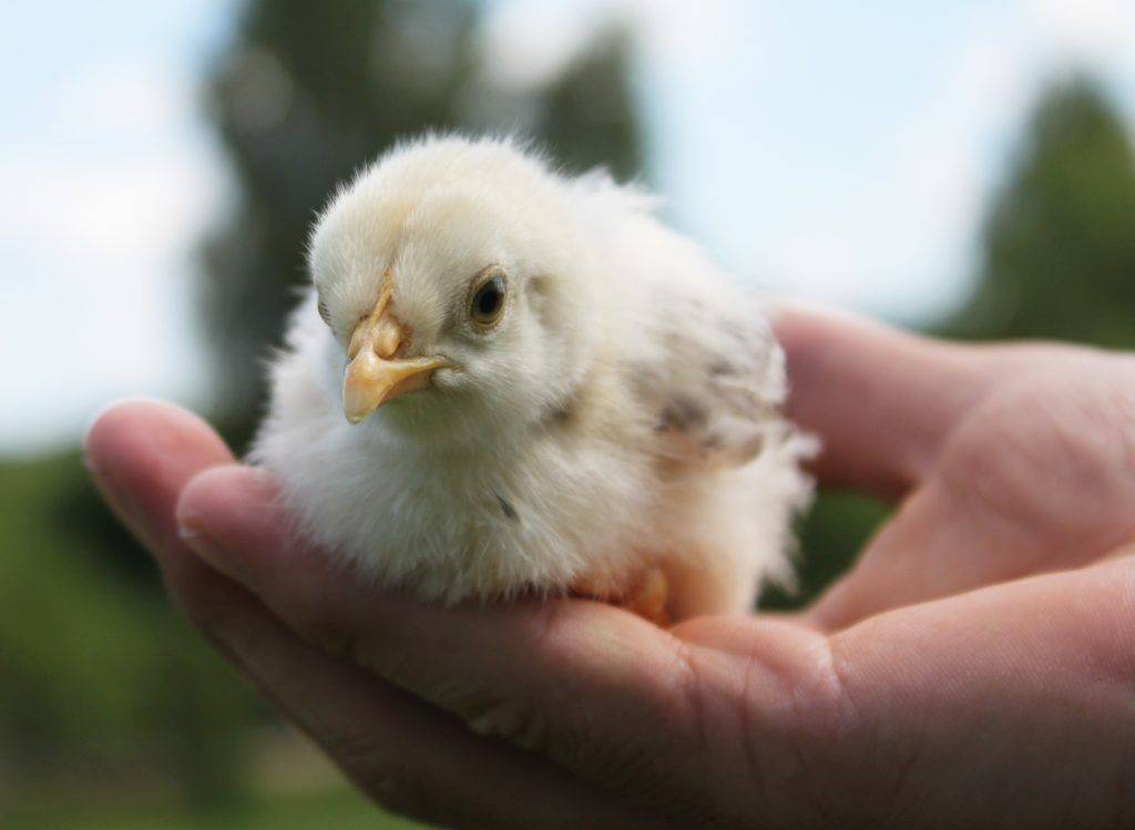 Определить пол цыпленка • отличия петушков от курочек