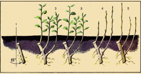 Правила размножения дерева груши черенками