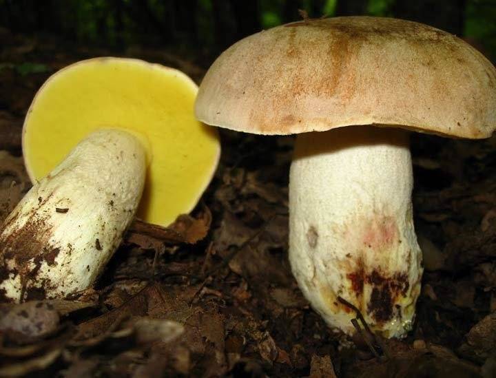 Съедобные грибы – список, фото, название, описание, видео, когда и где растут  - «как и почему»