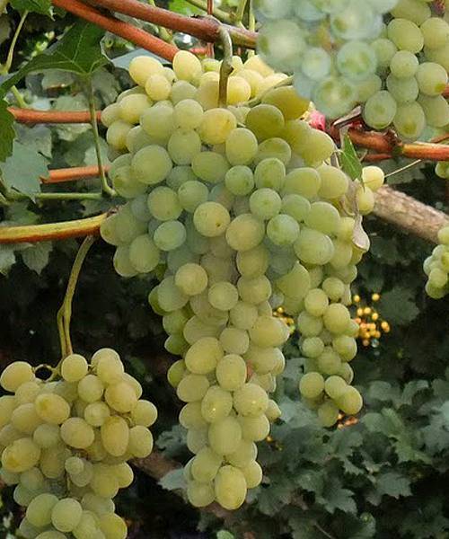 Характеристика винограда белое чудо