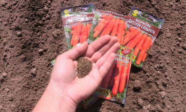 Технология посадки моркови под зиму