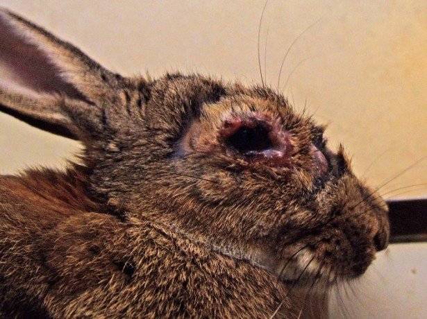 Болезни глаз у кроликов: заболевания и их лечение