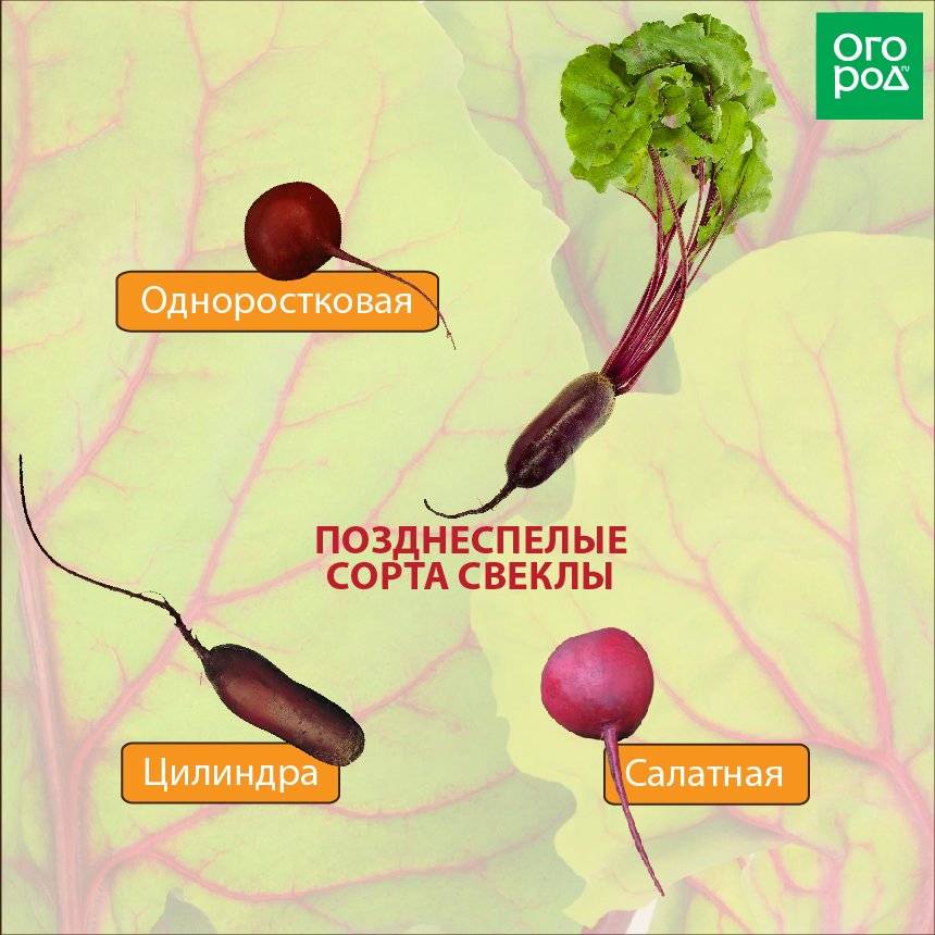 Лучшие сорта свеклы для средней полосы. Свекла позднеспелая сорта. Название семян свеклы. Название свеклы для посадки.