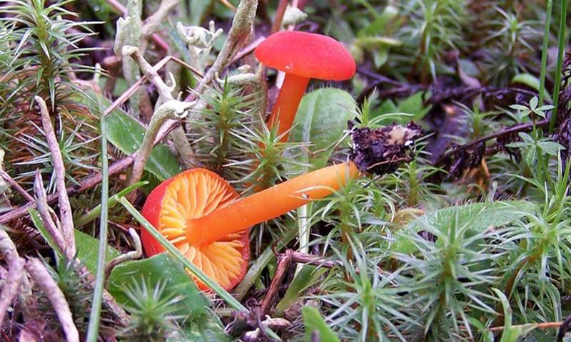 Гигрофор гедриха (hygrophorus hedrychii) –  грибы сибири