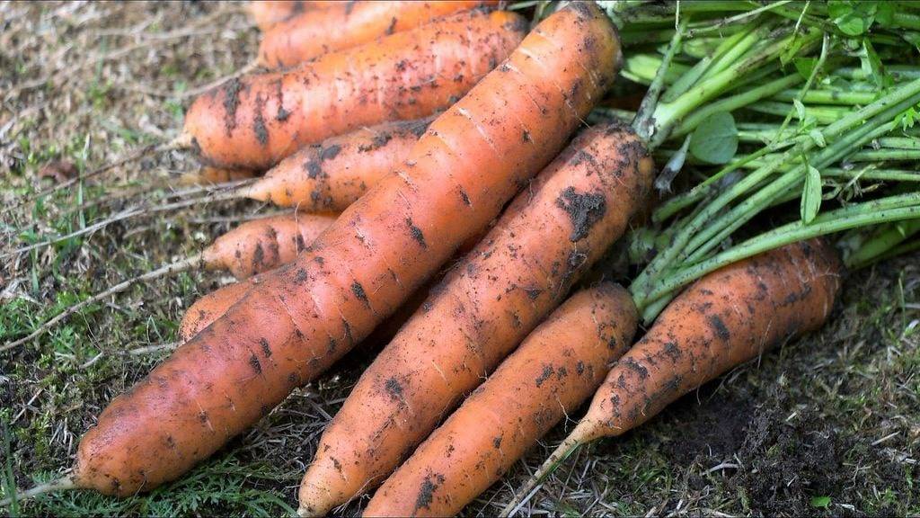 Где и как сажать морковь семенами в открытый грунт? морковь: посадка и уход в открытом грунте