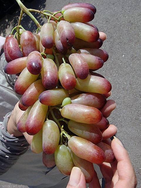 Сорт винограда маникюр фингер: описание, фото