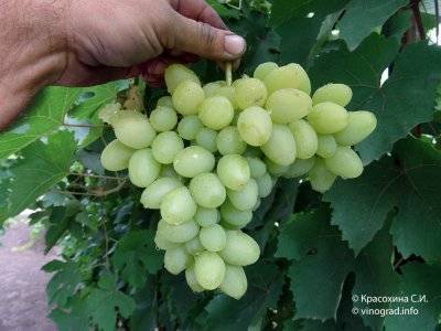 Описание сорта винограда надежда аксайская, основные характеристики и особенности