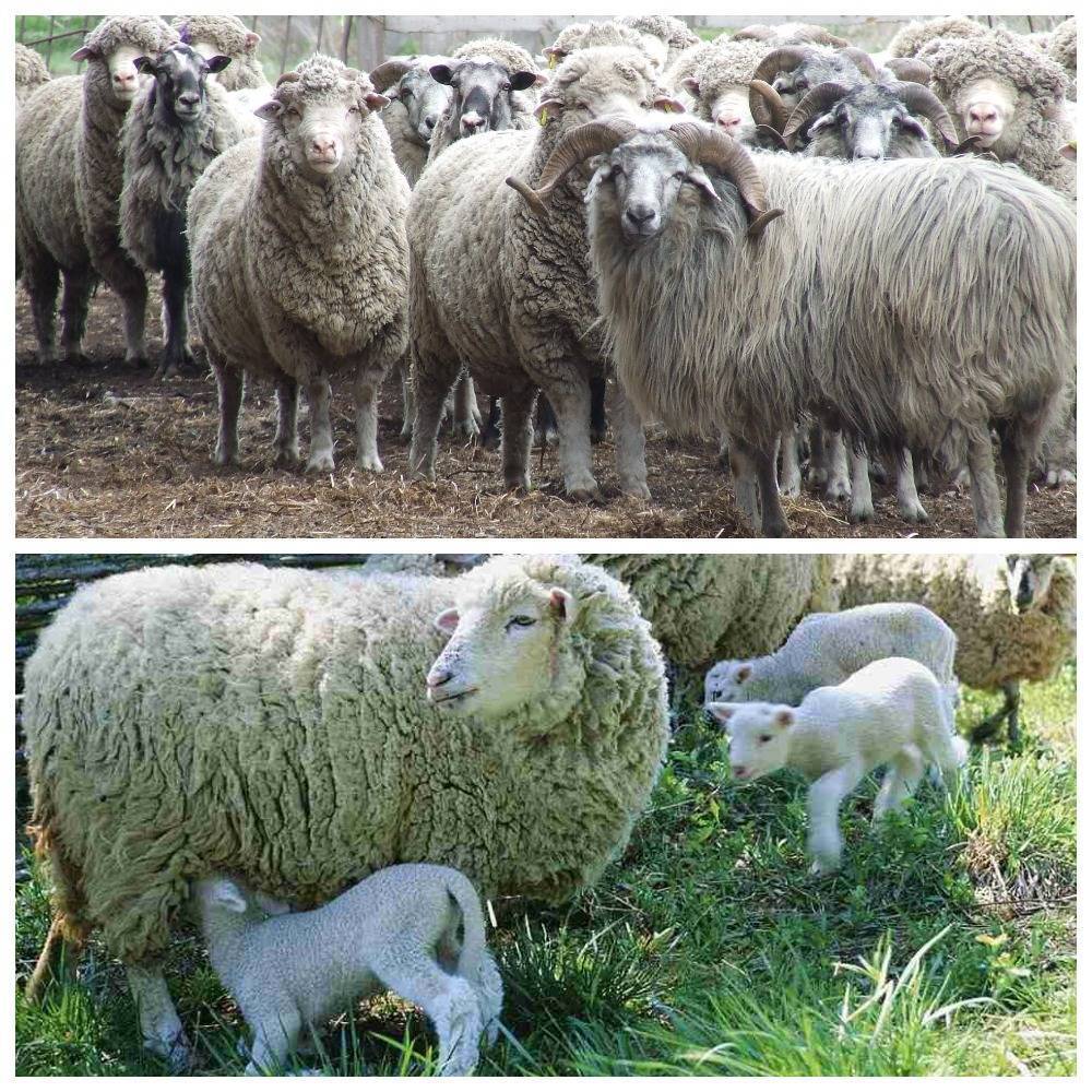 Овцы породы прекос: характеристика, обзор, фото