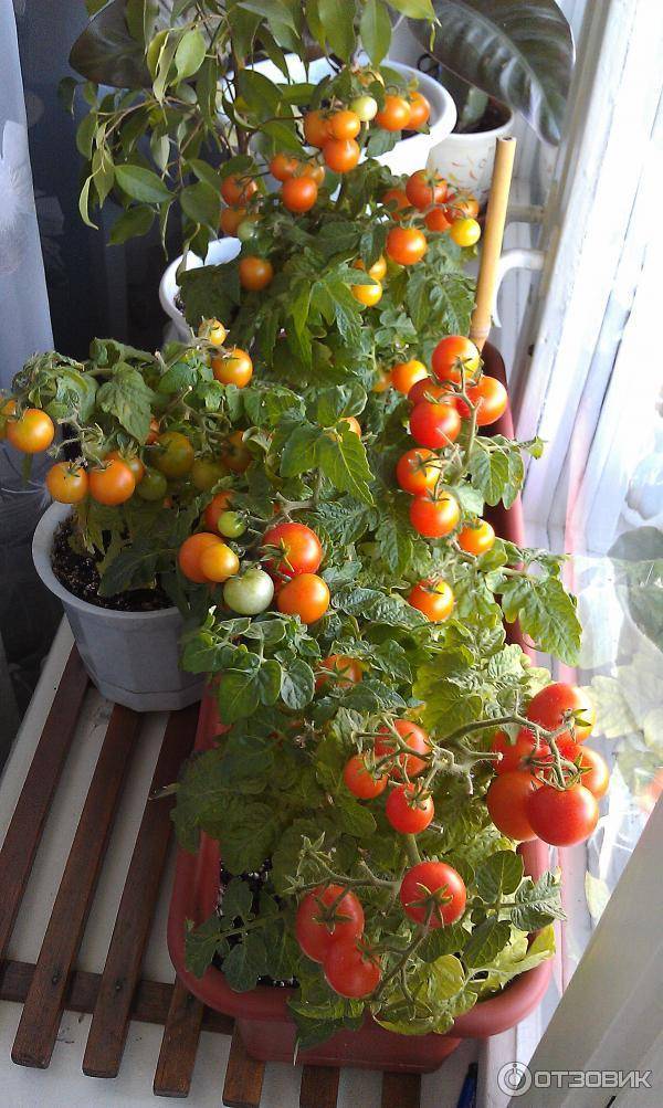 Помидоры балконное чудо выращивание дома: плюсы и минусы