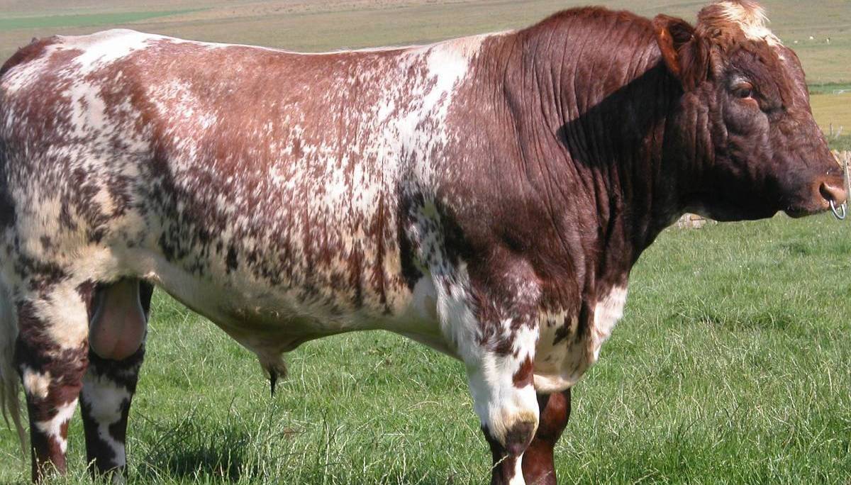 Лучшие мясные породы быков: основные особенности и показатели продуктивности
