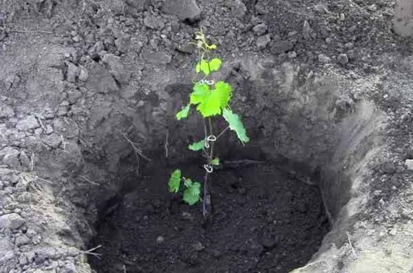 Как посадить виноград осенью саженцами (чубуками)?