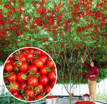 Томат "спрут f1": фото чуда природы и описание помидорного дерева сорта ф1 русский фермер