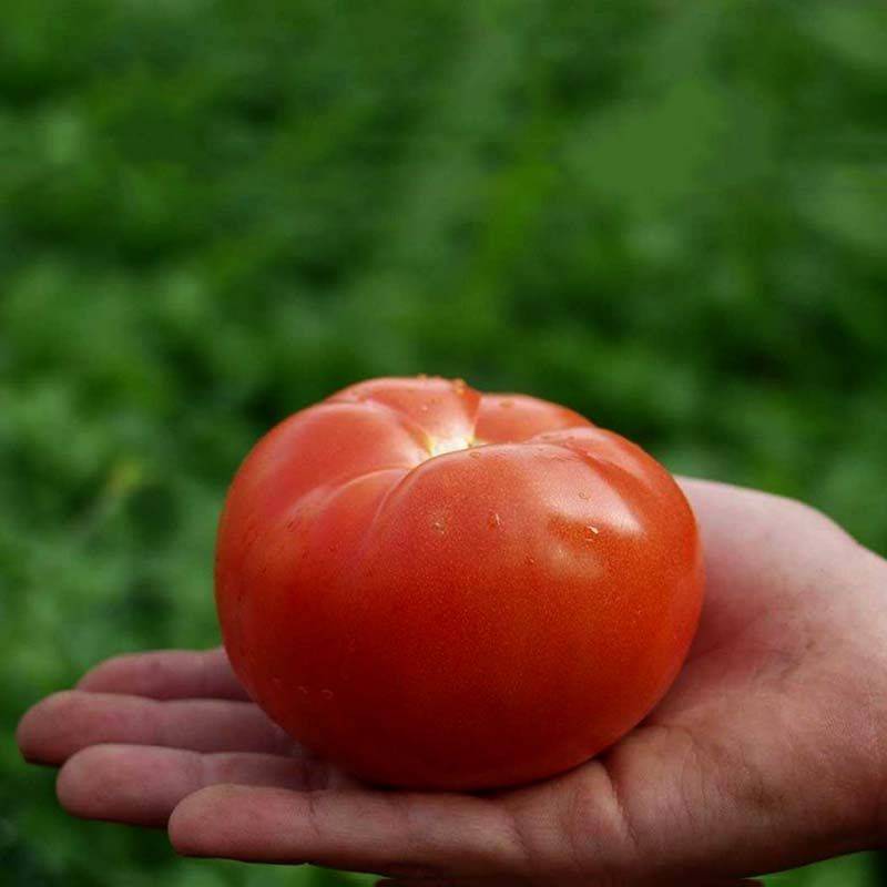 Характеристика и описание сорта томата полбиг, его урожайность