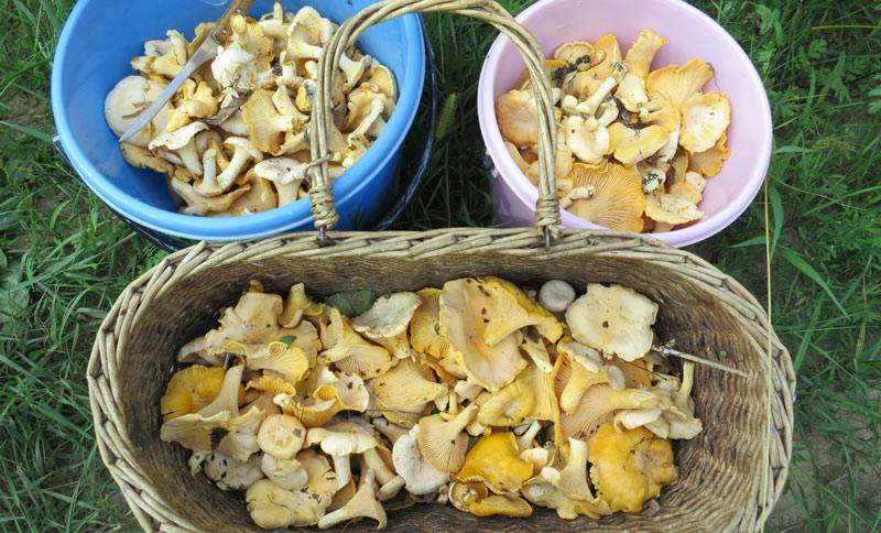 Грибы в карелии 2020: съедобные и ядовитые плоды, грибные места + карта фото
