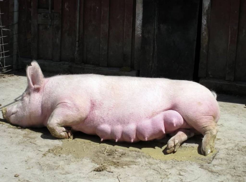 Как зарезать свинью: забой свиней в домашних условиях, как разделать поросенка, забой и разделка