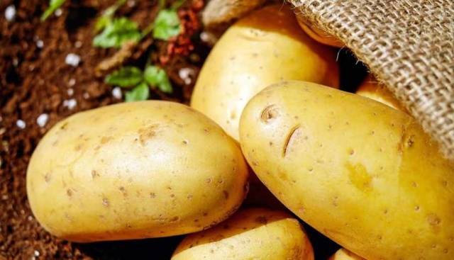 Латона: все про сорт картофеля — достоинства и недостатки