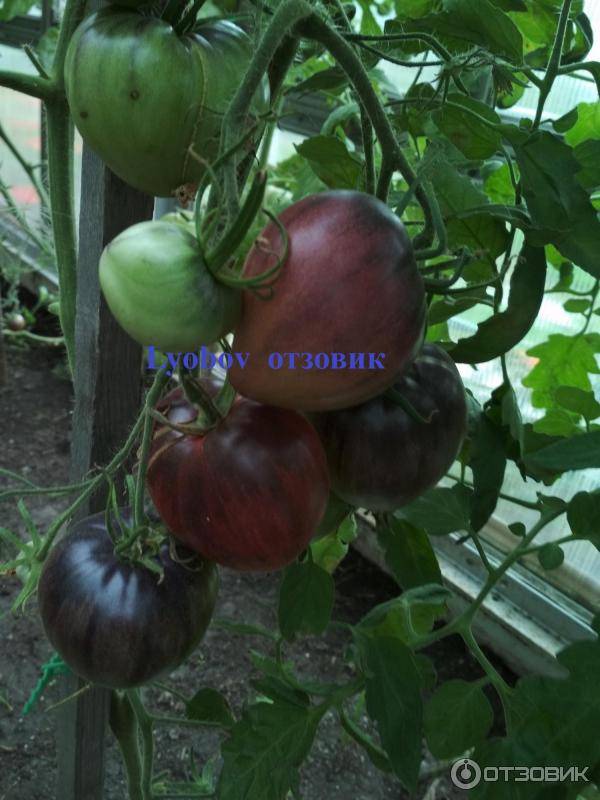 Немного о некоторых сортах томатов на конец июля
