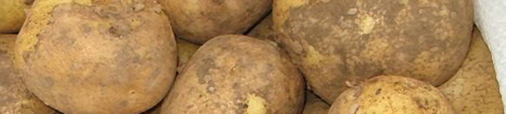 Картофель венета: описание сорта, фото, отзывы, сроки созревания