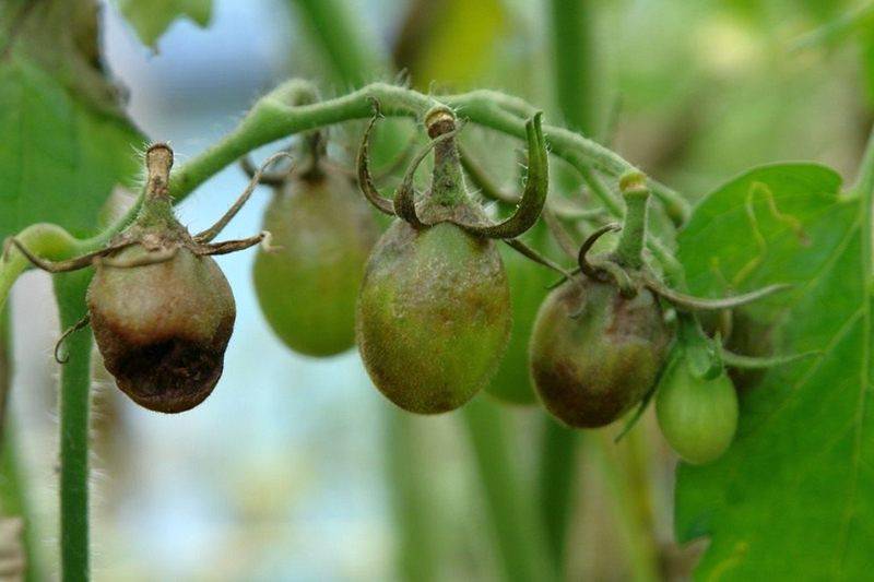 Сорта томатов устойчивые к фитофторе: для подмосковья, теплицы и открытого грунта