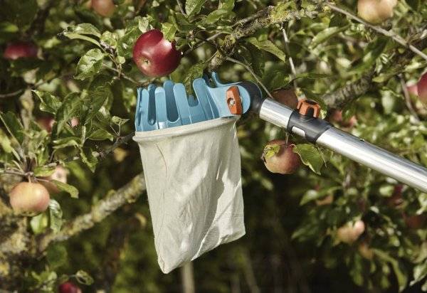 Как правильно сохранить яблоки на зиму в домашних условиях: изучаем тонкости и возможности | (фото & видео)