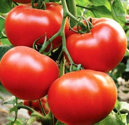 Какие томаты стоит посадить в теплице подмосковья в 2021 году: лучшие наименования