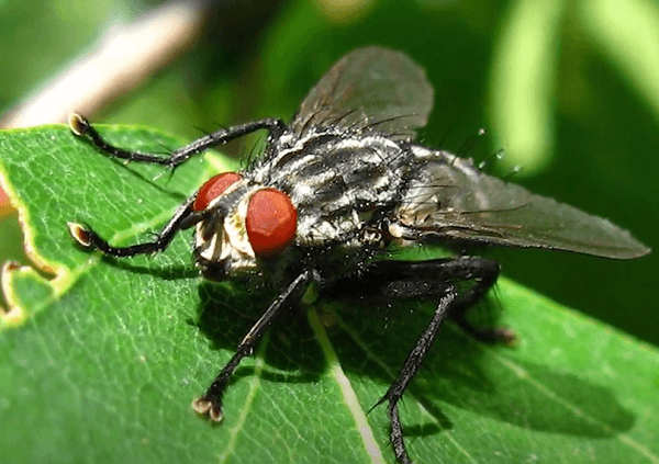 Лучшие методы борьбы с капустной мухой