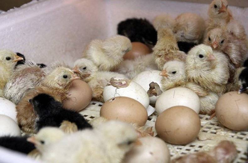 Все о вылуплении цыплят в инкубаторе: что делать, чтобы помочь вылупиться