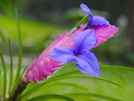 Цветок «тилландсия»: описание, фото, уход в домашних условиях