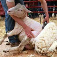 Стрижка овец: машинки и ножницы для стрижки овец