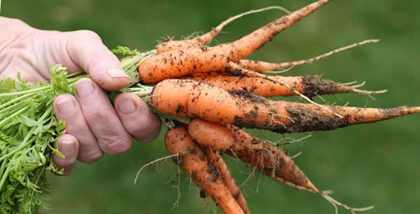 Посадка моркови под зиму: как получить богатый урожай