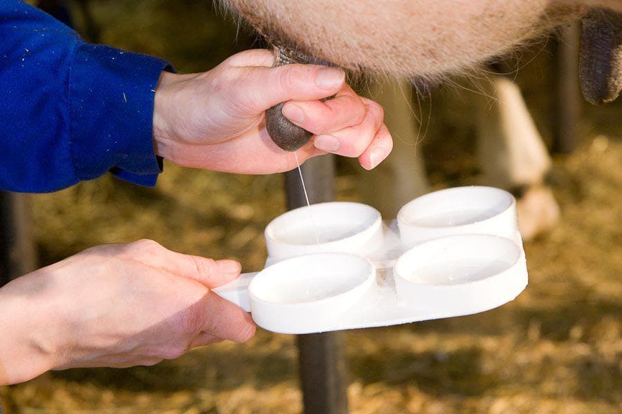 Мастит у козы - лечение в домашних условиях: симптомы и советы как лечить мастит после окота