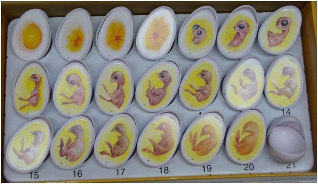 Особенности инкубации индюшиных яиц