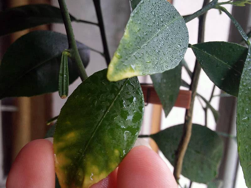 Болезни листьев лимона, почему они желтеют и опадают: что делать, как вылечить, защитить и восстановить поврежденное растение