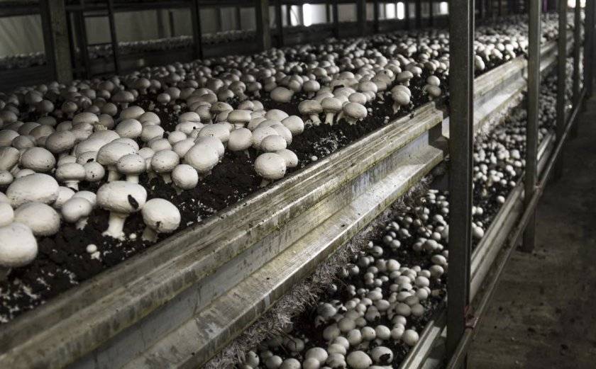Выращивание белых грибов в теплицах