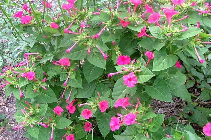 Мирабилис ялапа: пошаговый мастер-класс от посева семян на рассаду до цветения ночной красавицы