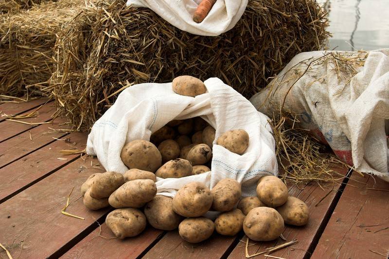 Как правильно хранить картошку в квартире или доме?