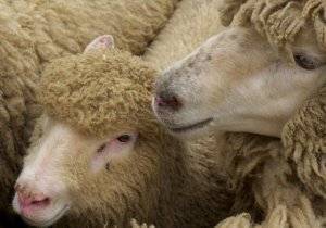 Брадзот у овец: описание, инструкция