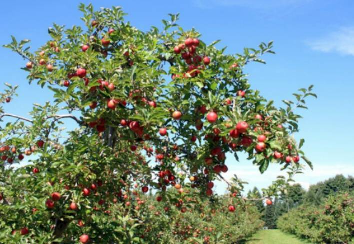 Описание яблони орловим - медоносы | описание, советы, отзывы, фото и видео