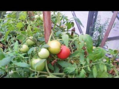 5 причин почему томаты цветут, но нет плодов