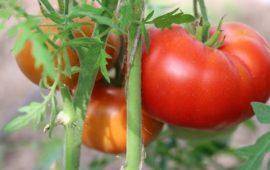 ✅ о томате лабрадор: описание сорта, характеристики помидоров, посев - tehnomir32.ru
