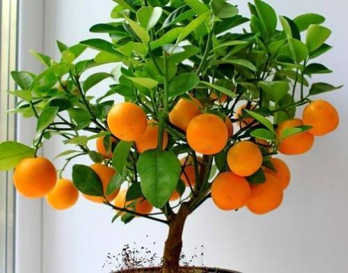 Как вырастить мандарин из косточки в домашних условиях: выбор посадочного материала и грунта. правила содержания мандаринового деревца в комнатных условиях (115 фото)