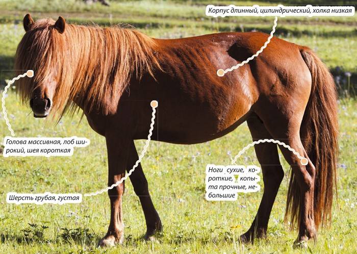 Породы лошадей с фото и описанием